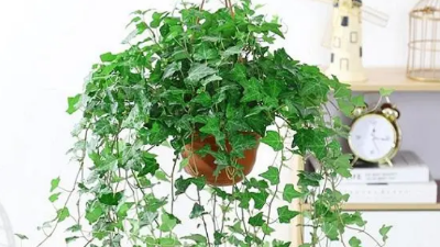 適合新房裝修后的綠植，好看還能除甲醛，附帶其習性攻略?、? title=