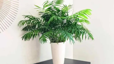 適合新房裝修后的綠植，好看還能除甲醛，附帶其習性攻略?、? title=